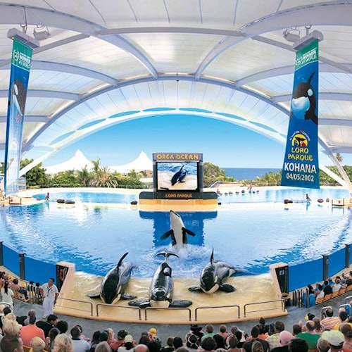 Loro Parque: Entry Ticket + Transport