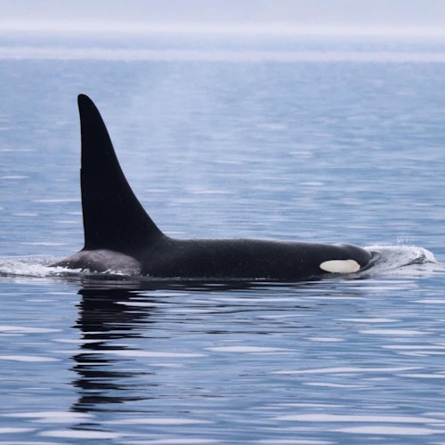 Victoria: Half-Day Guided Whale Watching Tour