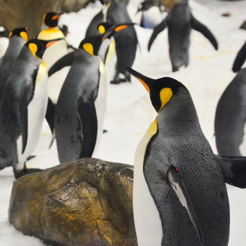 Melbourne iVenture Flexi Pass: Access to 3, 5, or 7 Attractions — gallery 2
