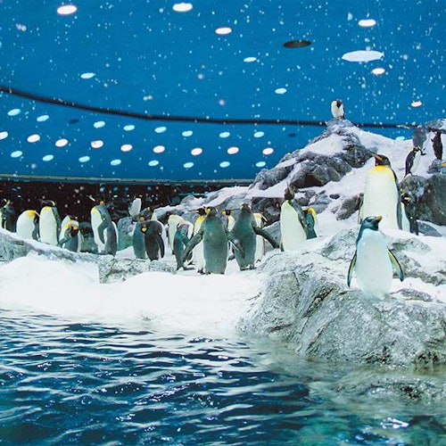 Loro Parque: Entry Ticket + Transport