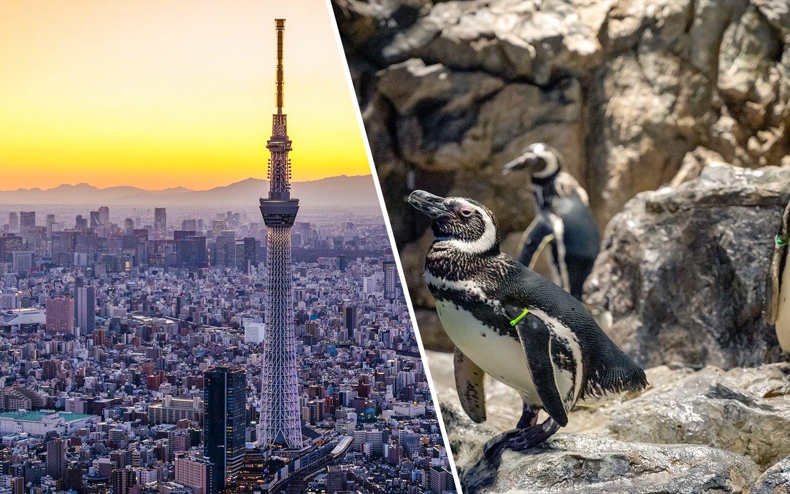Combo: TOKYO SKYTREE + Sumida Aquarium Tickets — gallery 1