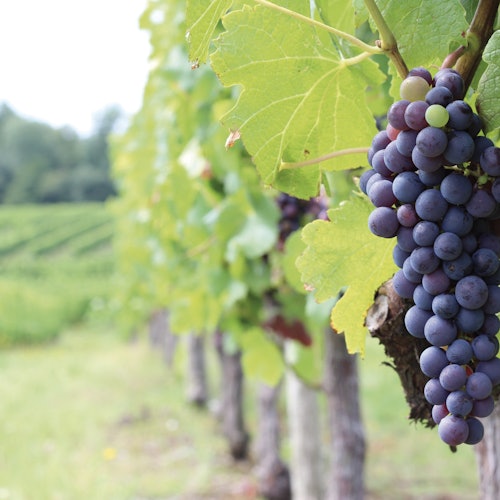 Médoc: Half-Day Wine Tour from Bordeaux — gallery 3