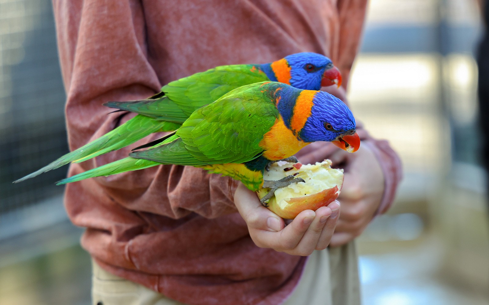 Featherdale Wildlife Park Tickets — gallery 4