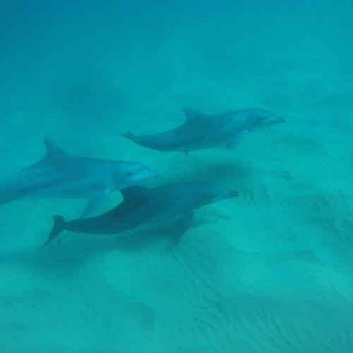 Kayak with the Dolphins: Half-Day Guided Tour