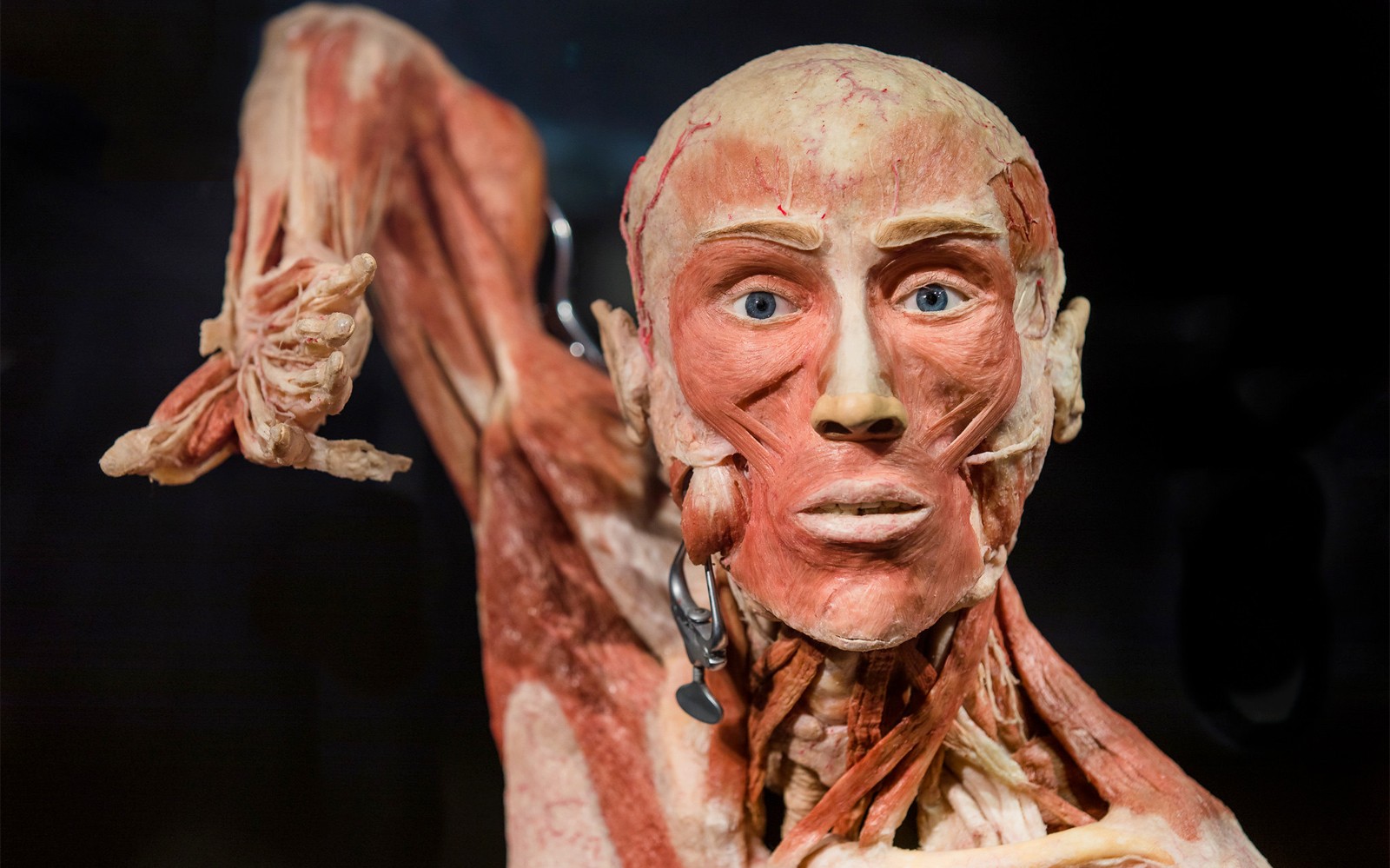 Body Worlds Amsterdam: The Happiness Project Skip-the-Line Tickets — gallery 1