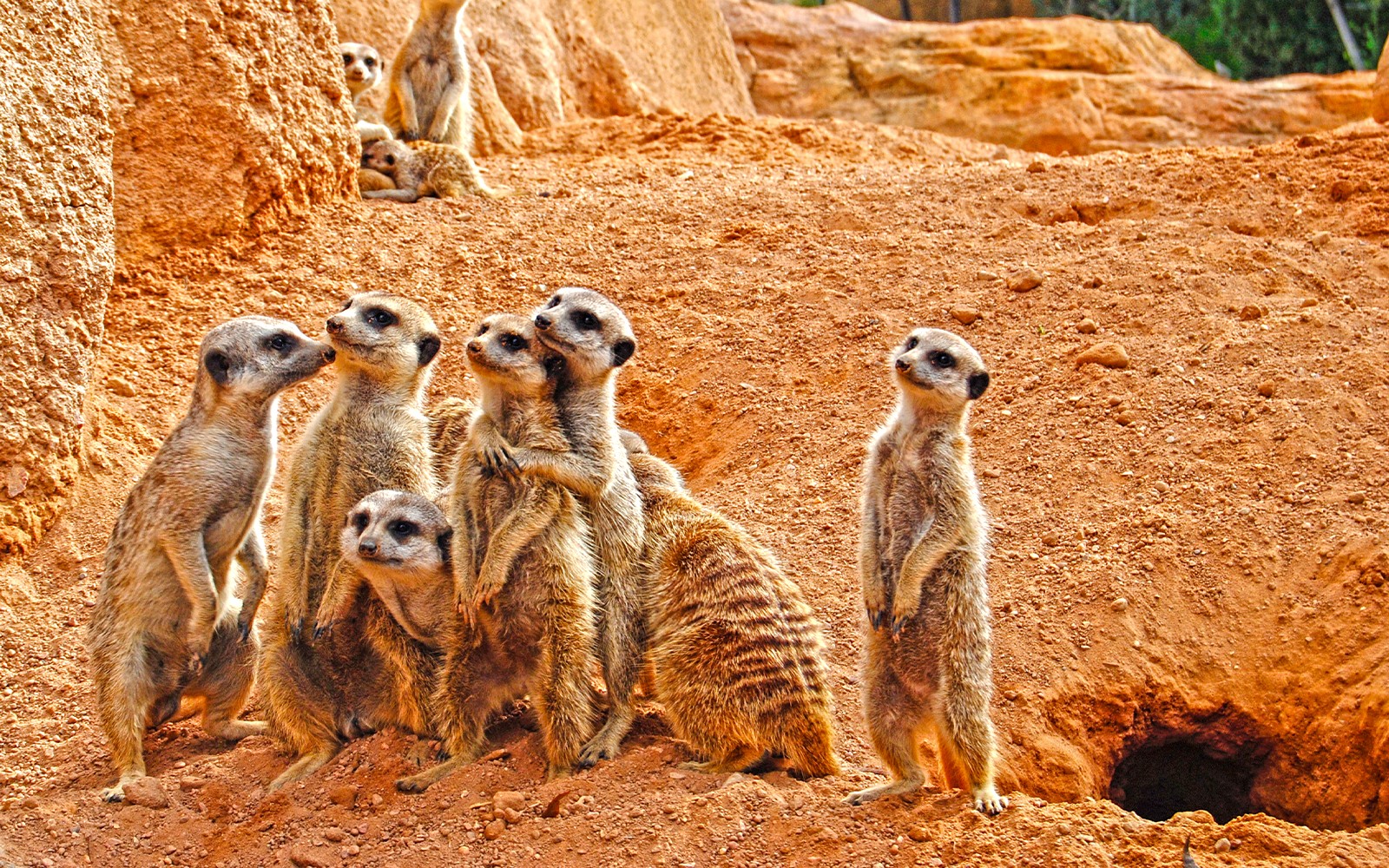 Bioparc Valencia Tickets