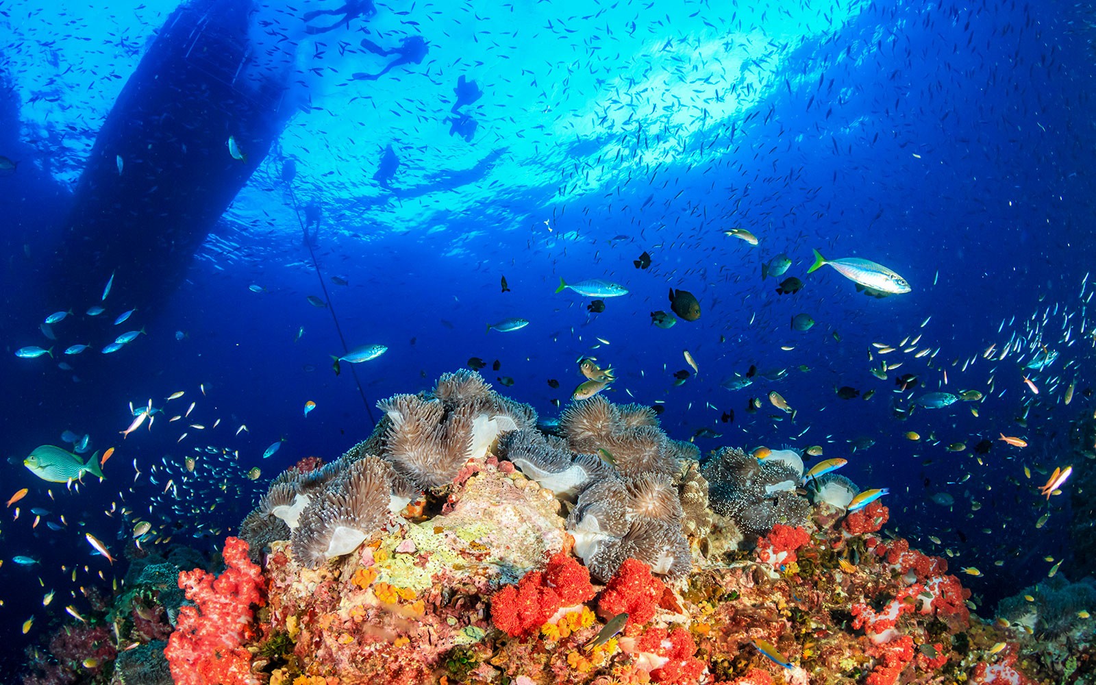 From Bangkok: Nemo Island Guided Tour with Lunch