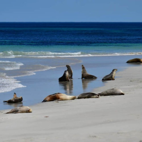 Kangaroo Island: Day Tour from Adelaide — gallery 1