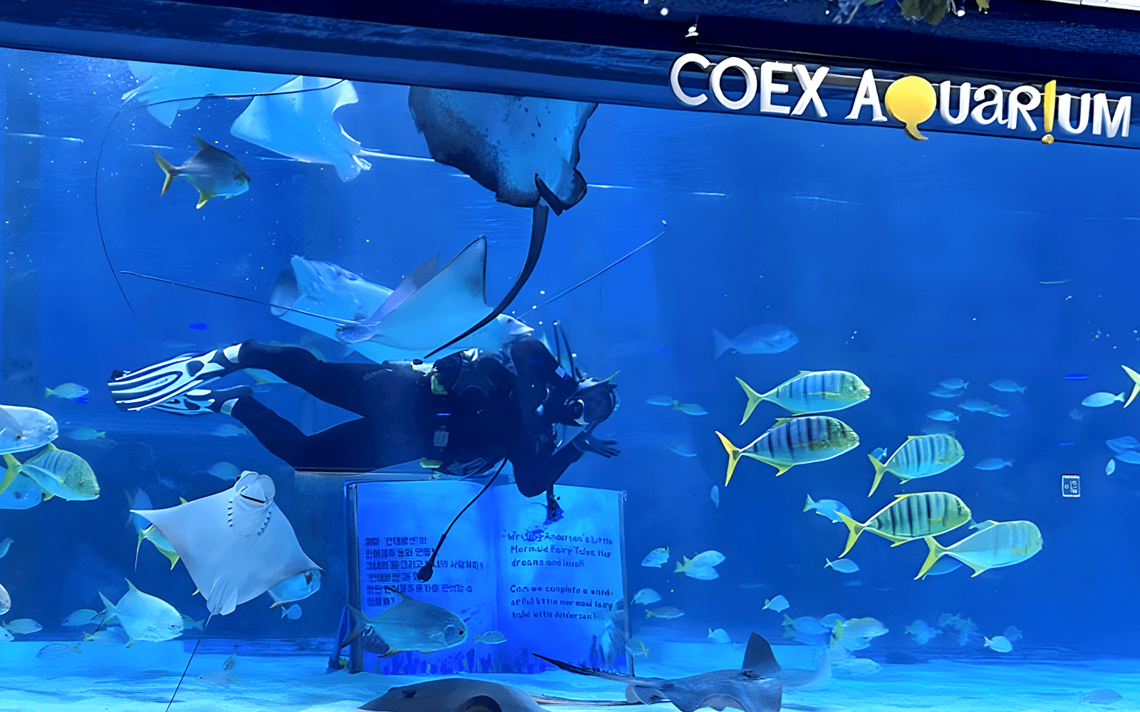 SEA LIFE COEX, Seoul Aquarium Tickets