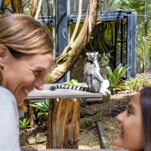 Currumbin Wildlife Sanctuary: Entry Ticket