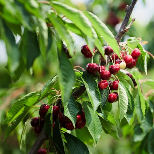 Melbourne: Puffing Billy Steam Train Ride + Cherry Picking & Chocolate Tasting — gallery 1