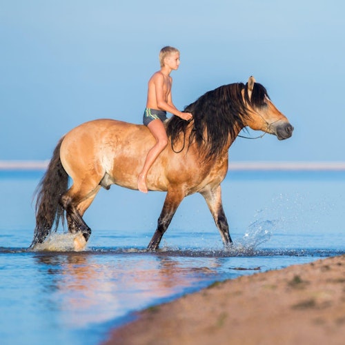 Horse Riding Tour: Sea and Desert with Transfer - Hurghada — gallery 3