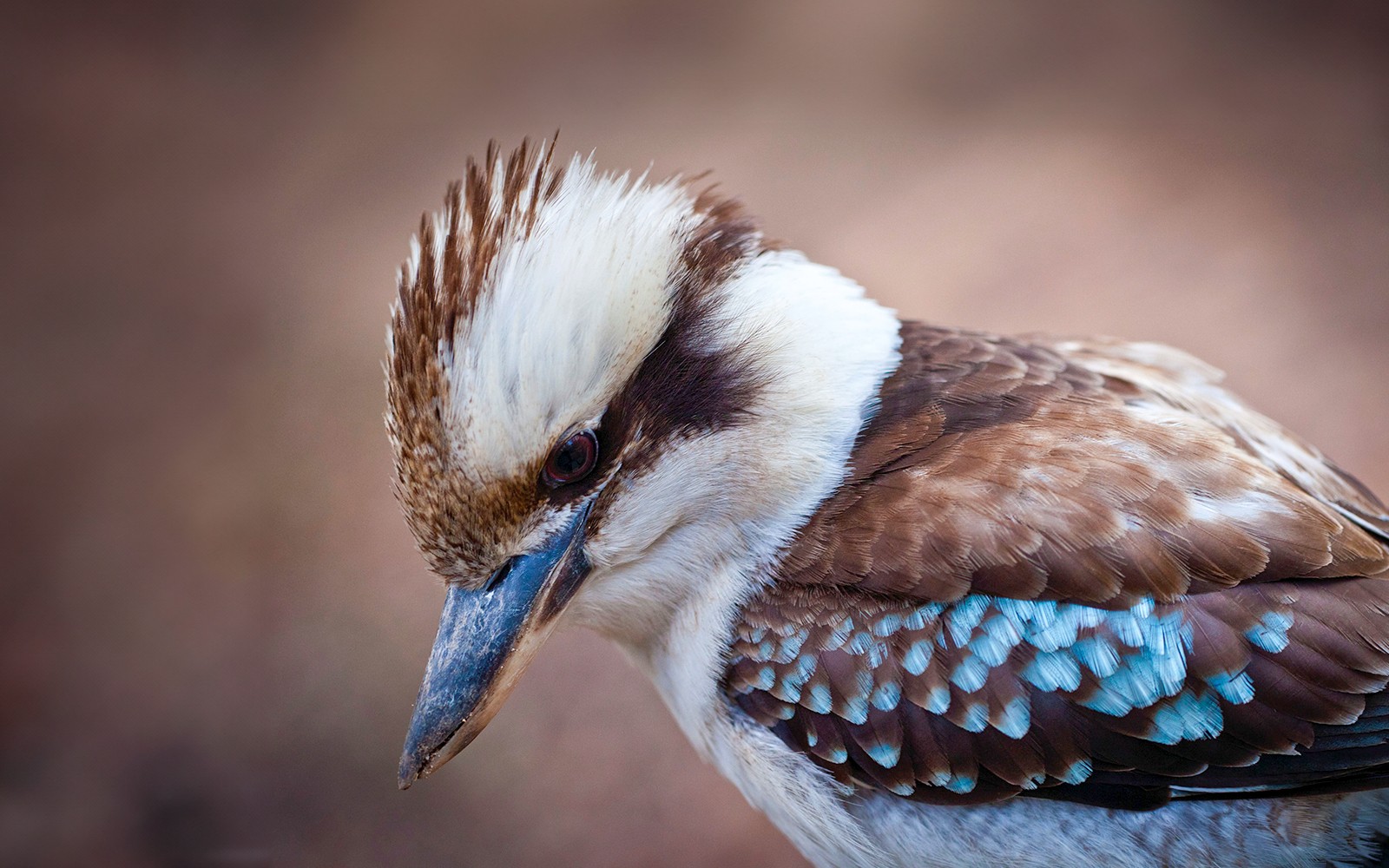 Blue Mountains Off the Beaten Path Guided Bushwalks, Secret Lookouts & BBQ Lunch