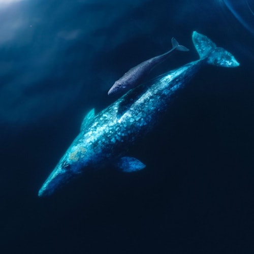 Los Angeles: Luxury Whale Watching Tour — gallery 4