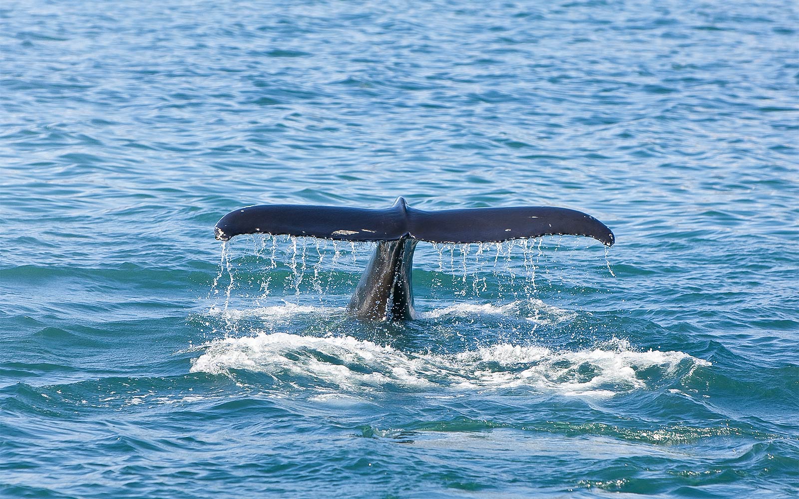 Jervis Bay Wild Whale Watching Cruise — gallery 1