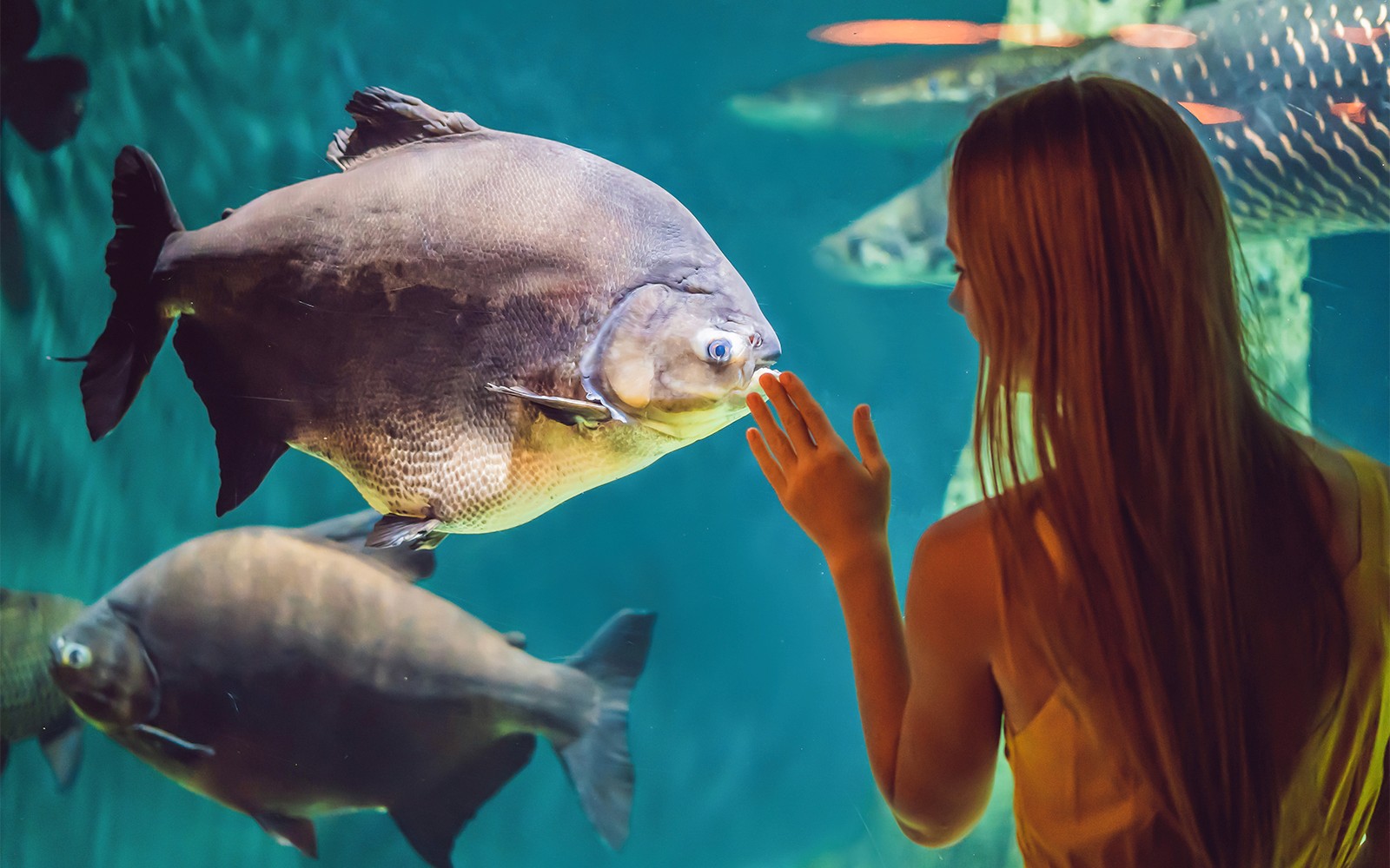 Barcelona Aquarium Skip-the-Line Tickets