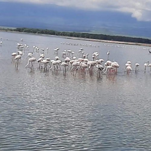 Lake Nakuru National Park: Day Trip From Nairobi — gallery 1