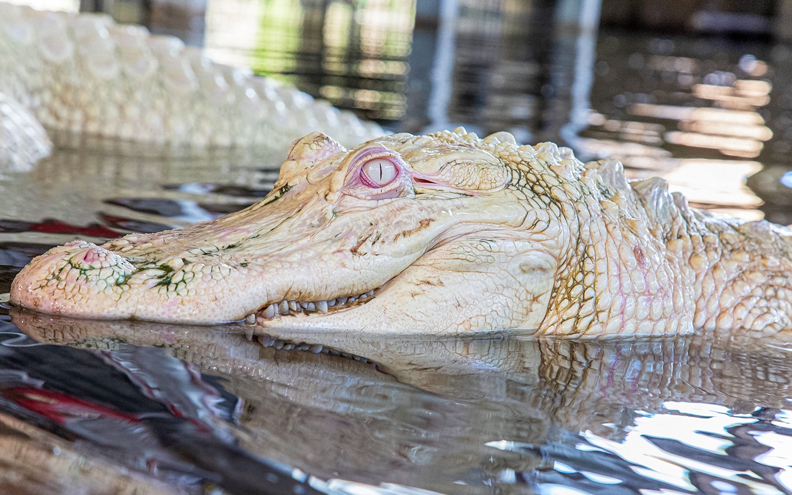 Gatorland Tickets with Screamin’ Gator Zip Line Access — gallery 5