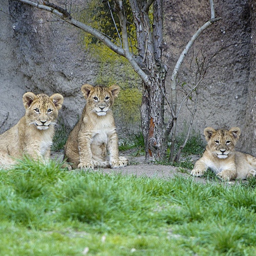 Leipzig Zoo + Travel Card "Leipzig (Zone 110)" — gallery 4