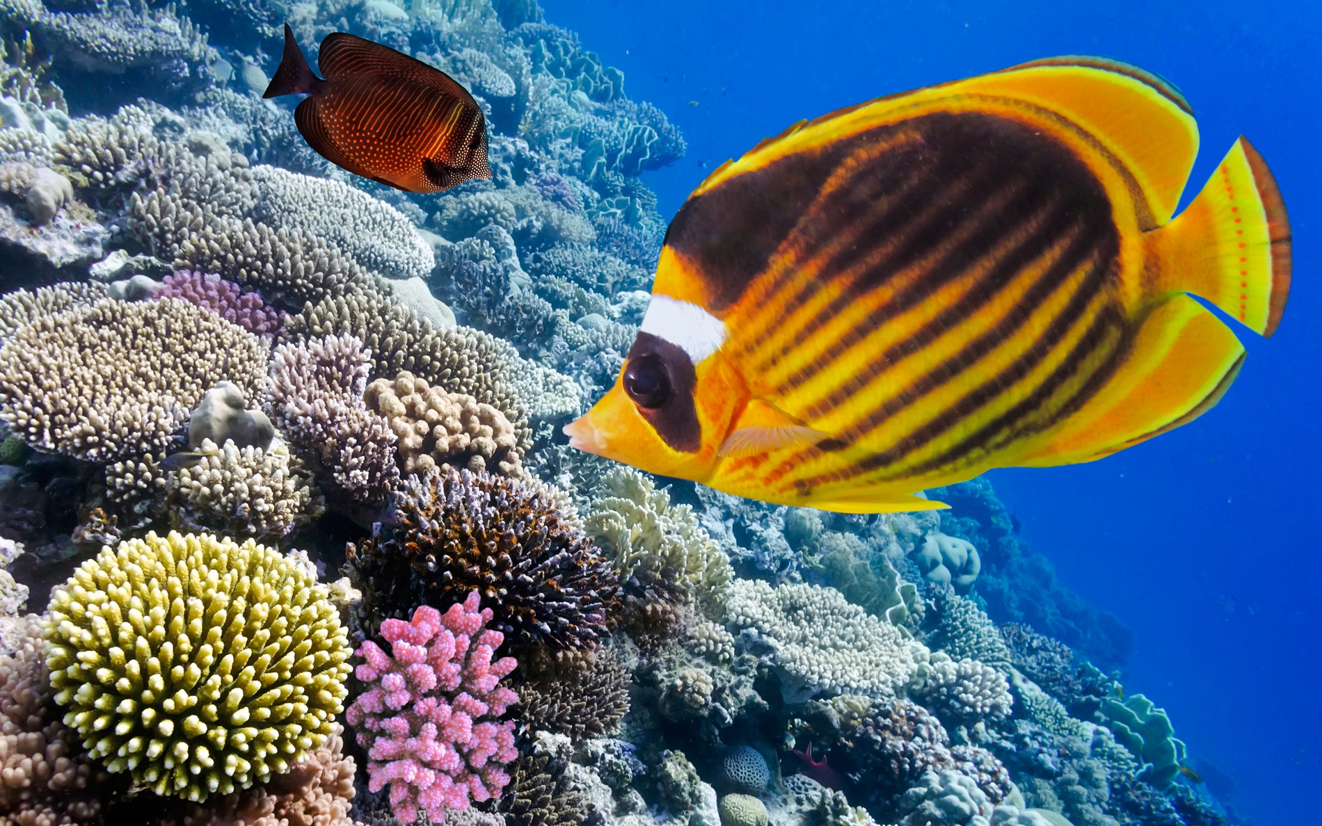 From Sharm El-Sheikh: Ras Mohamed & White Island Diving & Snorkeling Cruise with BBQ Lunch & Transfers — gallery 2