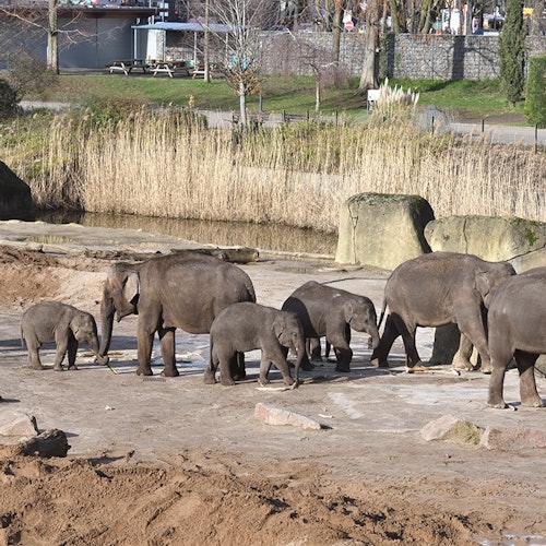 Cologne Zoo & Aquarium: Entry Ticket — gallery 1
