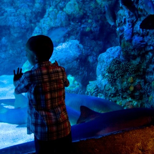 Houston: City Bus Tour + Downtown Aquarium Entry Ticket — gallery 4