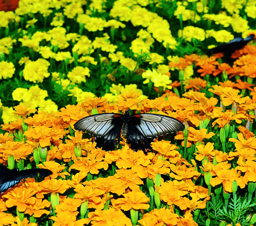 Dubai Butterfly Garden Skip-the-Line Tickets