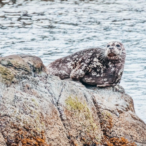 Victoria: Half-Day Guided Whale Watching Tour