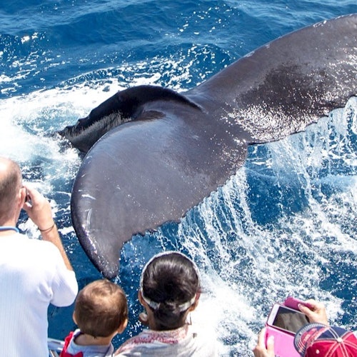 Los Angeles: Luxury Whale Watching Tour — gallery 1