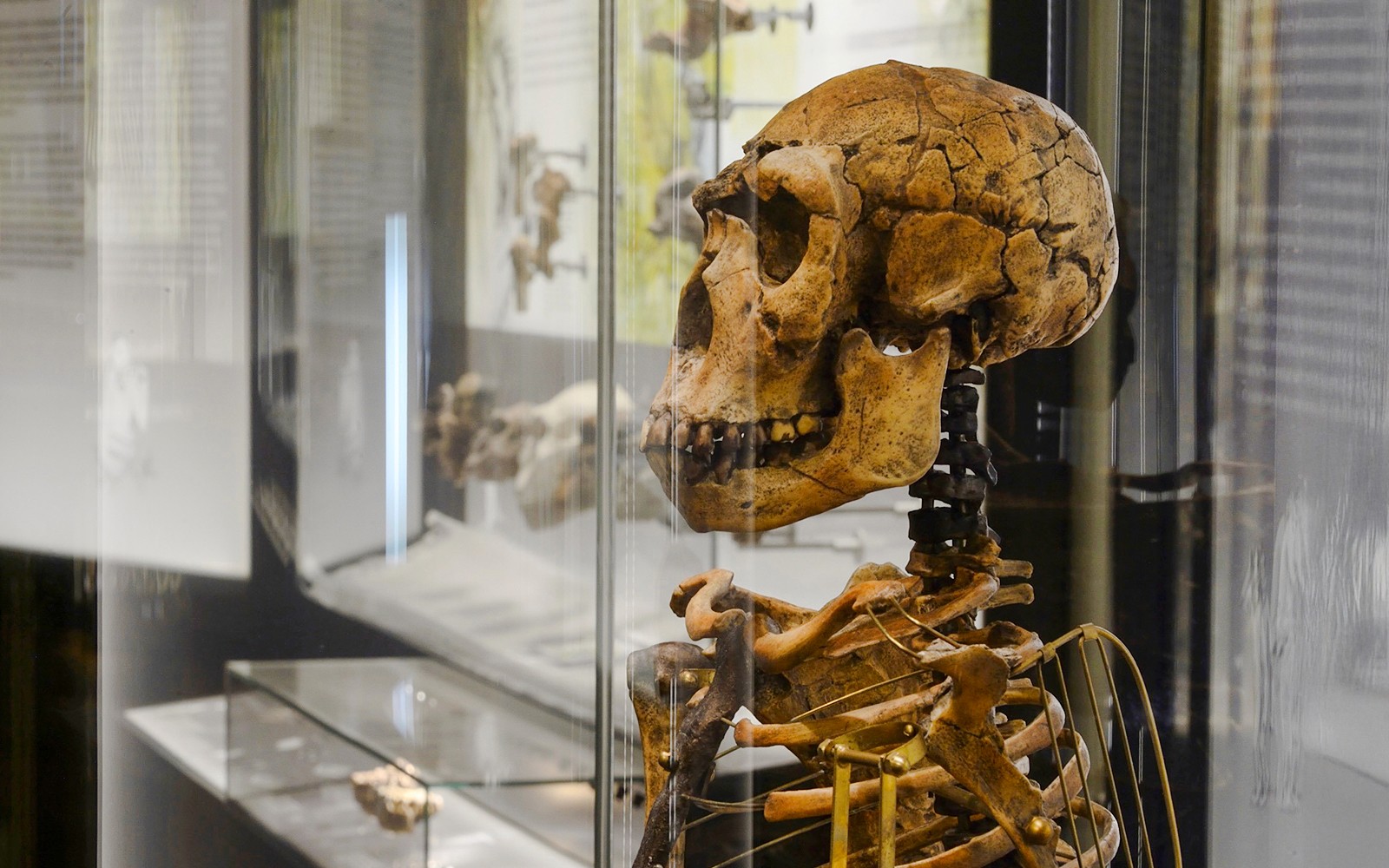 Natural History Museum Vienna Entry Tickets — gallery 3