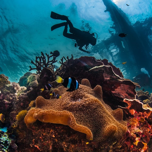 Hurghada: Guided Scuba Diving + Transfers + Lunch — gallery 2