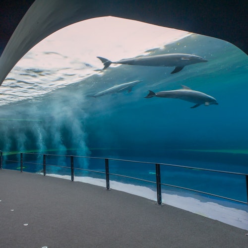 Aquarium of Genoa: Fast Track Ticket + Impossible Museum — gallery 3