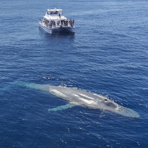 Los Angeles: Luxury Whale Watching Tour — gallery 2