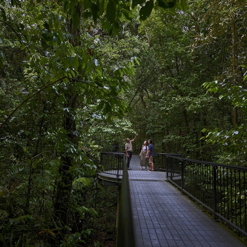 Cape Tribulation, Daintree & Mossman: Day Tour from Cairns and Port Douglas — gallery 2