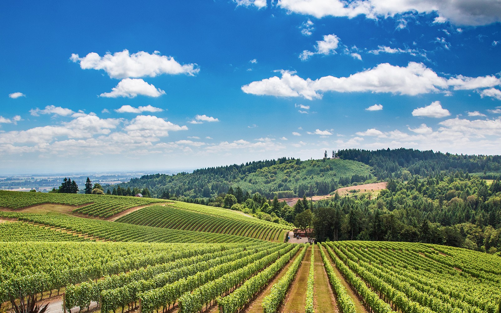 From Florence: Guided Vespa Tour of Tuscany — gallery 2