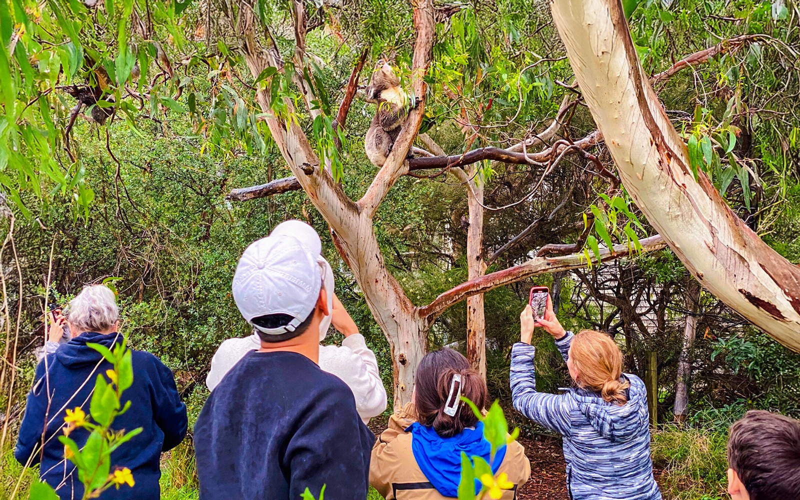 From Melbourne: Full-Day Great Ocean Road Guided Tour — gallery 2