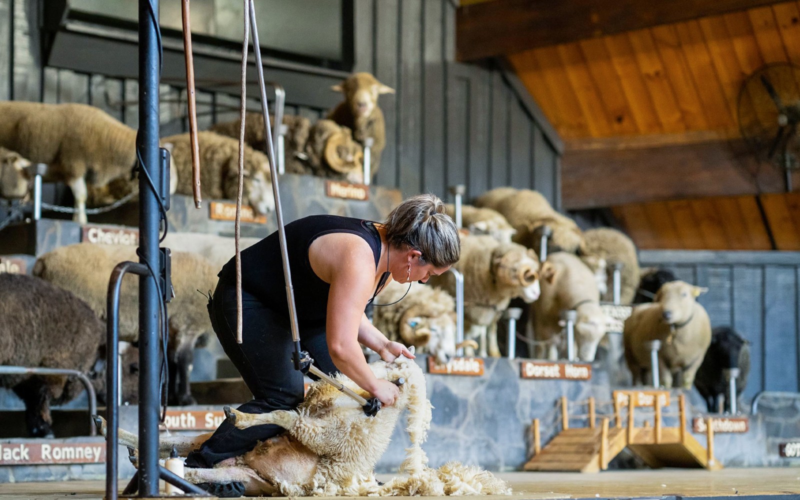 Agrodome Authentic Farm Experience Tickets