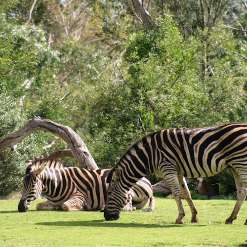 Melbourne iVenture Unlimited Pass: Access to 10+ Attractions for 2, 3 & 5 Days — gallery 2