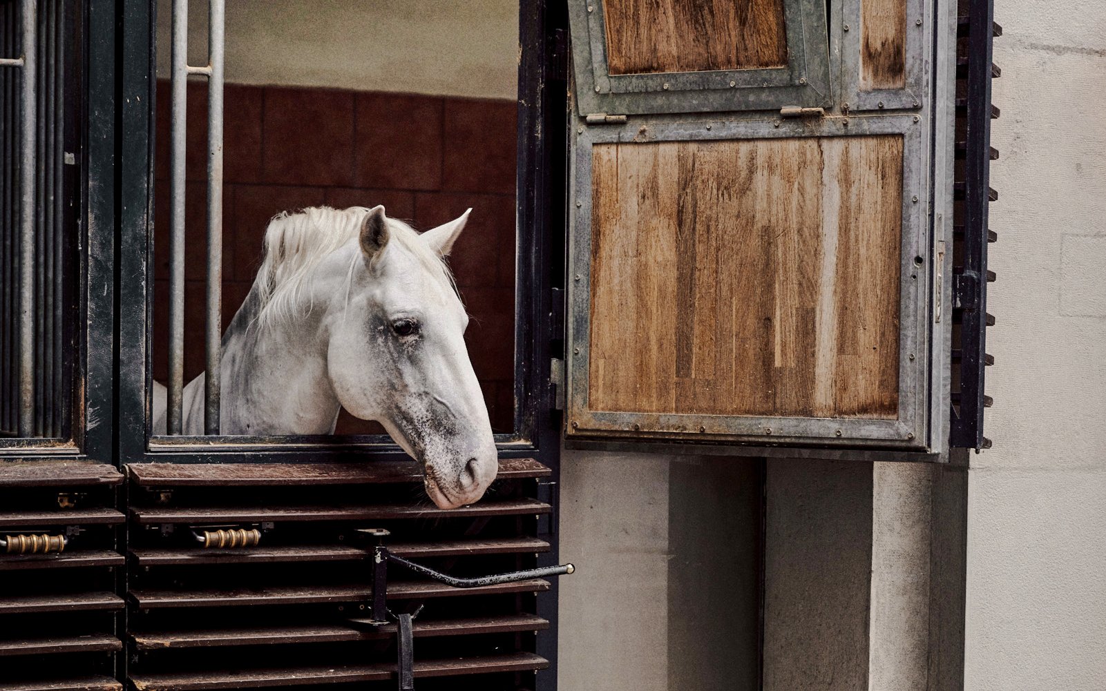 Spanish Riding School Lipizzaner Legends Guided Tour — gallery 3