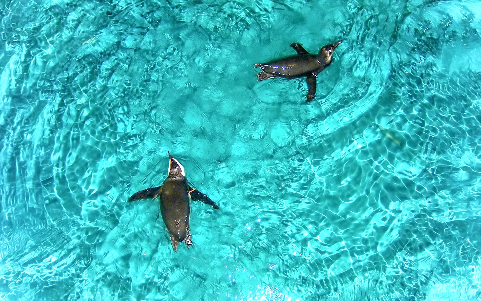 New England Aquarium Tickets — gallery 4
