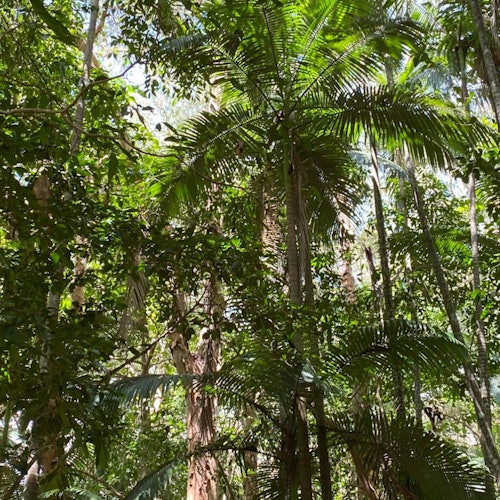 Barron Falls, Cattana Wetlands & Skyrail Rainforest Cableway: Tour + Lunch — gallery 4