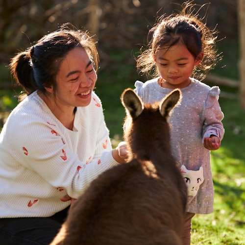 Phillip Island Penguin Parade & Moonlit Sanctuary Conservation Park — gallery 2