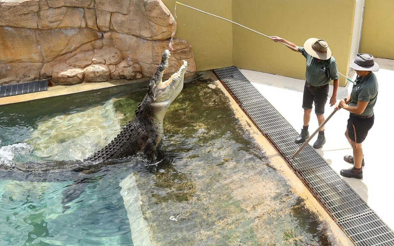 Family Saver Pack: Crocosaurus Cove Tickets — gallery 1