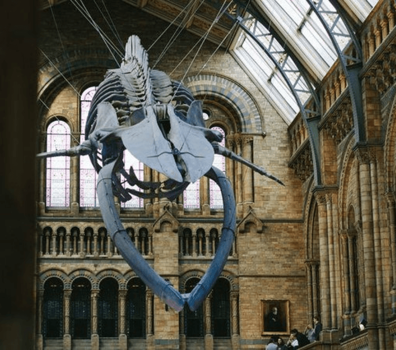 London Natural History Museum Dinosaur Discovery Tour — gallery 4