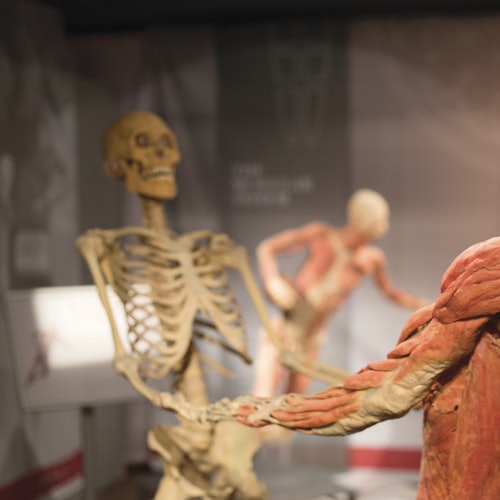 REAL Bodies at Horseshoe Las Vegas: Entry Ticket — gallery 3