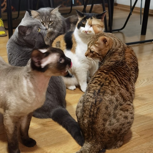 Cat Museum Budapest: Guided Acrylic Painting Workshop — gallery 2
