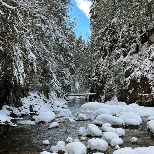 Vancouver: Guided Rainforest Hike with Waterfalls & Suspension Bridge + Transfer — gallery 3