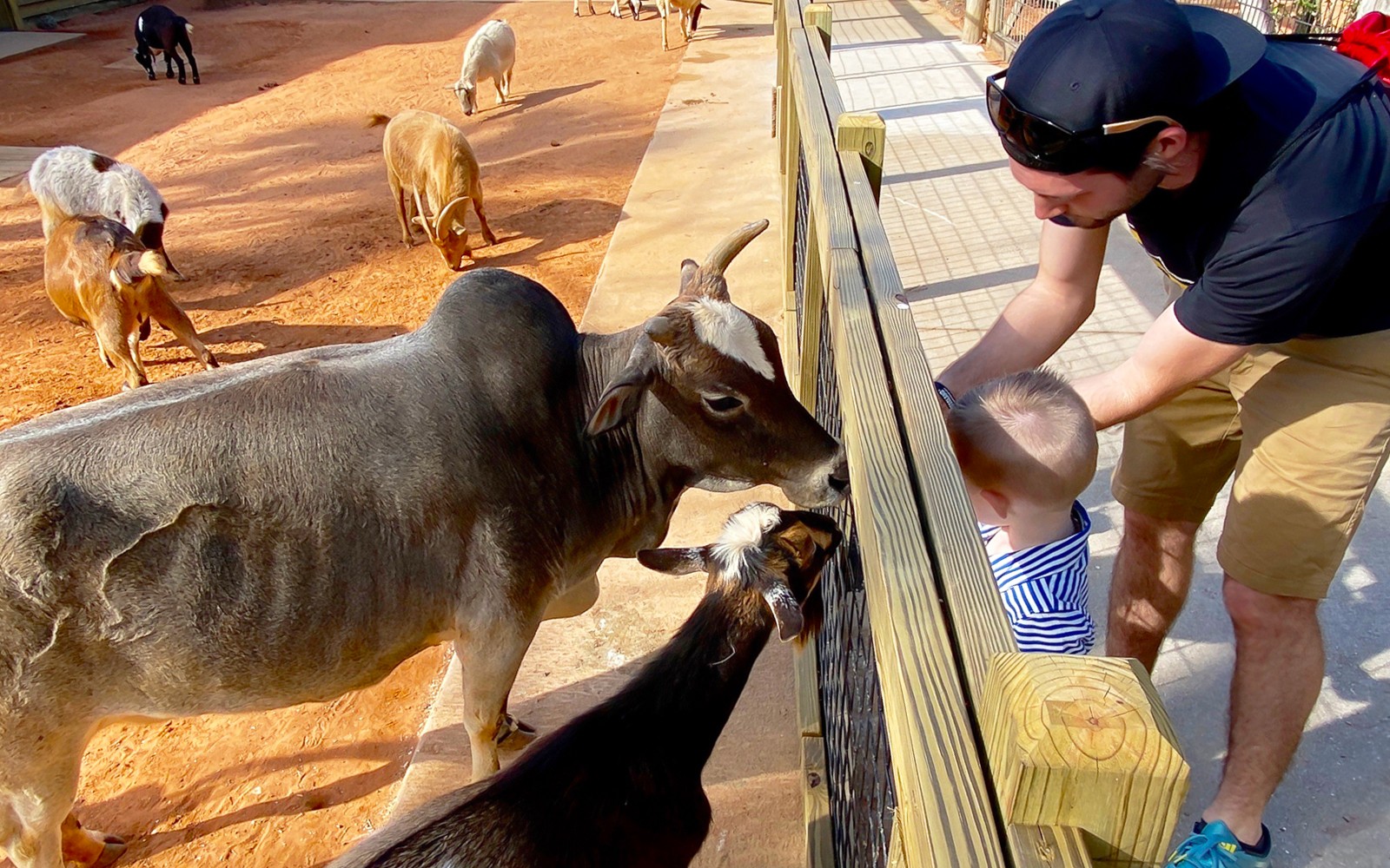 Gatorland Skip-the-Line Tickets — gallery 3