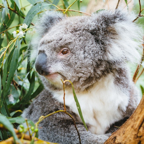 Puffing Billy Railway: Ride & Wildlife Tour + Transfers — gallery 1