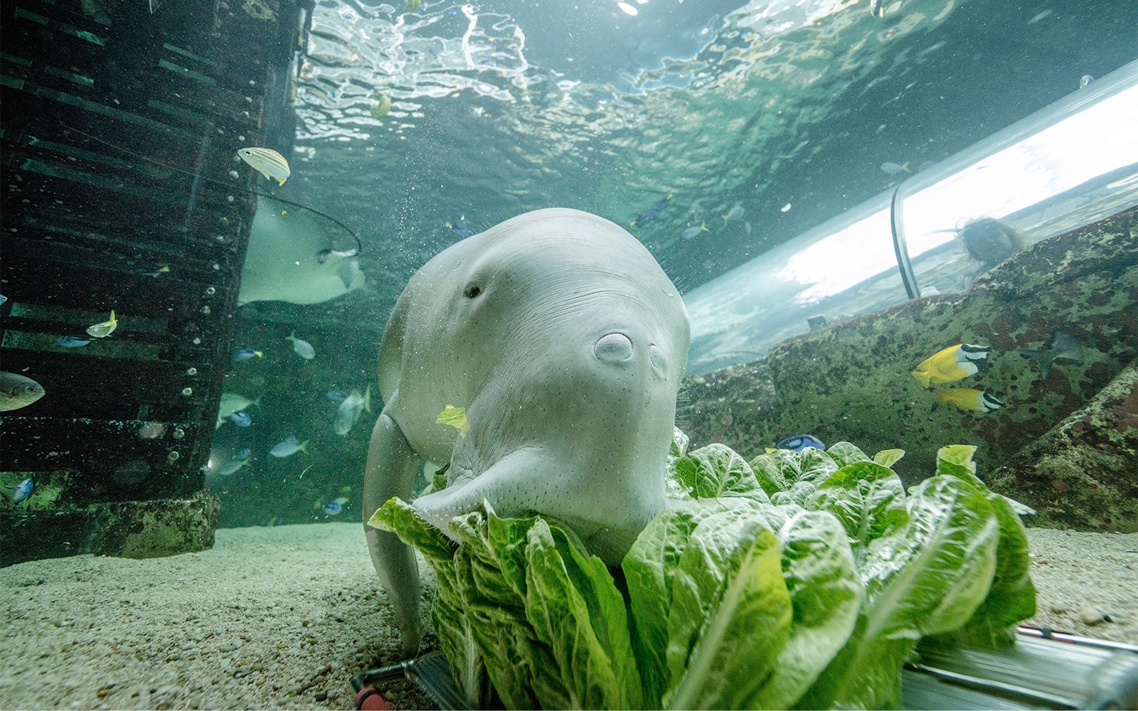 SEA LIFE Sydney Aquarium Tickets — gallery 3
